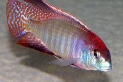 47118154_1177155662423011_1902707822508900352_n