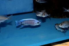 47317614_1173515306120380_5329835650176778240_o