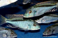 47317997_1173514222787155_7944167129262063616_o