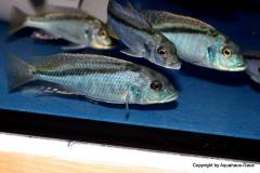 47322839_1173514292787148_4688470000636264448_o