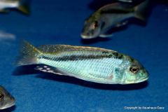 47368031_1173514319453812_7004943496289189888_o