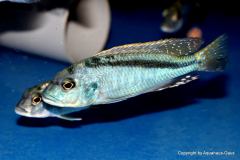 47476953_1173514192787158_6790314763508252672_o