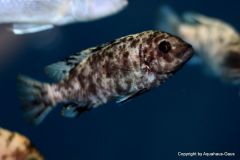 51437949_1218276424977601_8223043474664980480_o