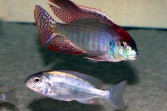 52877864_1232055640266346_7553260049456431104_o