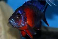 54437277_1243696045768972_8719008289209188352_o