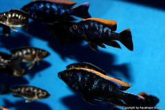 56330977_1252273088244601_9040560533471756288_o