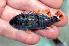 69289626_1359331997538709_2482864312566153216_o