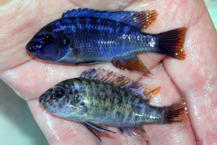 70029987_1359332064205369_3767317064604188672_o