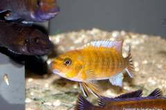 85183715_1628793047259268_8752155218425749213_o