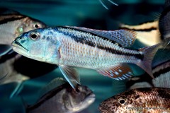 96828528_1585520554919851_5977986605015629824_o