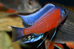 99425291_1594158767389363_5170590413303578624_o