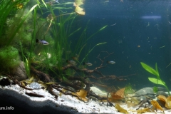 Biotope-aquarium_2012_10_final-1024x490