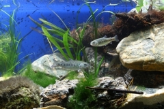 Biotope-aquarium_2012_1_final-1024x332