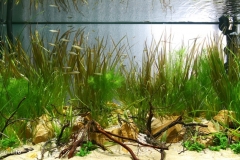 Biotope-aquarium_2012_2_final-1024x497