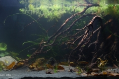 Biotope-aquarium_2012_3_final-1024x502
