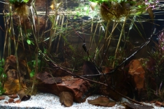 Biotope-aquarium_2012_4_final-1024x503