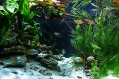 Biotope-aquarium_2012_5_final-1024x506