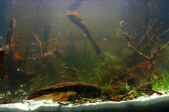 Biotope-aquarium_2012_6_final-1024x503