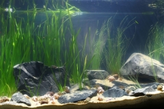 Biotope-aquarium_2012_7_final-1024x508