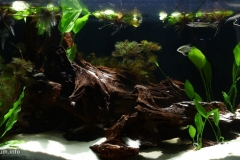 Biotope-aquarium_2012_8_final-1024x492