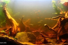 Biotope-aquarium_2012_9_final-1024x506