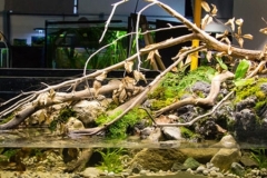 001_2013_biotope_aquarium_e_1_1-1024x300 001_2013_biotope_aquarium_e_1_1-1024x300