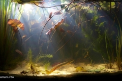 002_2013_biotope_aquarium_a_1_1-1024x529 002_2013_biotope_aquarium_a_1_1-1024x529