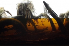003_2013_biotope_aquarium_e_2_1-1024x408 003_2013_biotope_aquarium_e_2_1-1024x408