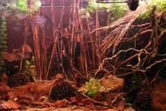 004_2013_biotope_aquarium_e_3_1-1024x458 004_2013_biotope_aquarium_e_3_1-1024x458