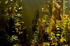 005_2013_biotope_aquarium_na_1_1-1024x947 005_2013_biotope_aquarium_na_1_1-1024x947