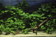 008_2013_biotope_aquarium_a_2_1-1024x318 008_2013_biotope_aquarium_a_2_1-1024x318