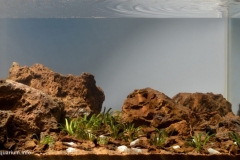 009_2013_biotope_aquarium_e_6_1-1024x552 009_2013_biotope_aquarium_e_6_1-1024x552