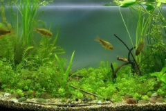 010_2013_biotope_aquarium_e_7_1-1024x360 010_2013_biotope_aquarium_e_7_1-1024x360