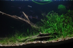 011_2013_biotope_aquarium_na_2_1-1024x436 011_2013_biotope_aquarium_na_2_1-1024x436
