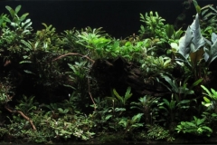 012_2013_biotope_aquarium_e_8_1-1024x367 012_2013_biotope_aquarium_e_8_1-1024x367