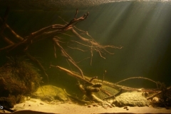 013_2013_biotope_aquarium_e_9_1-1024x426 013_2013_biotope_aquarium_e_9_1-1024x426