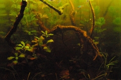 014_2013_biotope_aquarium_sa_1_1-938x1024 014_2013_biotope_aquarium_sa_1_1-938x1024