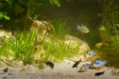 015_2013_biotope_aquarium_sa_2_1-1024x470 015_2013_biotope_aquarium_sa_2_1-1024x470