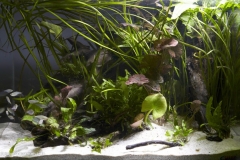 016_2013_biotope_aquarium_ao_1_1-1024x656 016_2013_biotope_aquarium_ao_1_1-1024x656