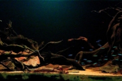 017_2013_biotope_aquarium_sa_3_1-1024x363 017_2013_biotope_aquarium_sa_3_1-1024x363