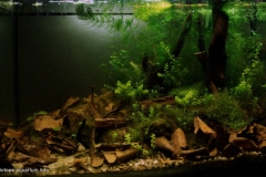 018_2013_biotope_aquarium_na_3_1-1024x647 018_2013_biotope_aquarium_na_3_1-1024x647