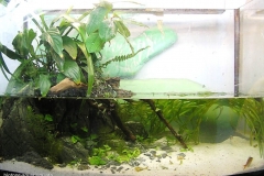 019_2013_biotope_aquarium_ao_2_1-1024x727 019_2013_biotope_aquarium_ao_2_1-1024x727