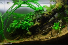020_2013_biotope_aquarium_a_3_1-1024x635 020_2013_biotope_aquarium_a_3_1-1024x635