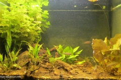 021_2013_biotope_aquarium_e_10_1-1024x628 021_2013_biotope_aquarium_e_10_1-1024x628