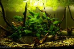 022_2013_biotope_aquarium_a_4_1-1024x591 022_2013_biotope_aquarium_a_4_1-1024x591