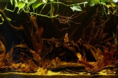 023_2013_biotope_aquarium_sa_4_1-1024x374 023_2013_biotope_aquarium_sa_4_1-1024x374