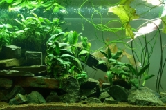 024_2013_biotope_aquarium_a_5_1-1024x378 024_2013_biotope_aquarium_a_5_1-1024x378