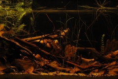 026_2013_biotope_aquarium_sa_6_1-1024x383 026_2013_biotope_aquarium_sa_6_1-1024x383
