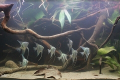 027_2013_biotope_aquarium_sa_7_1-1024x461 027_2013_biotope_aquarium_sa_7_1-1024x461