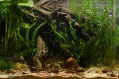 028_2013_biotope_aquarium_e_11_1-1024x572 028_2013_biotope_aquarium_e_11_1-1024x572